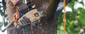 Best Tree Risk Assessment  in Hamilton, GA