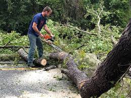 Best Utility Line Clearance  in Hamilton, GA