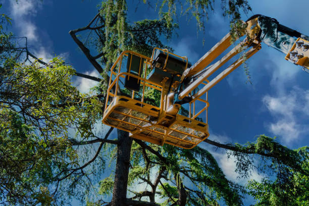 Trusted Hamilton, GA Tree Services Experts