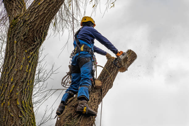 Best Commercial Tree Services  in Hamilton, GA