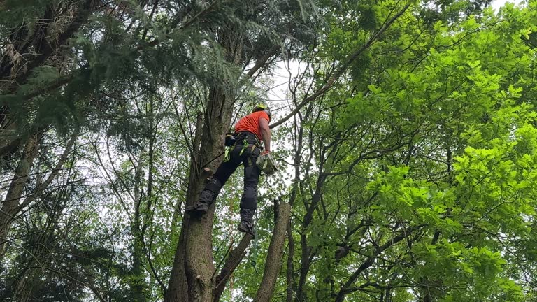 Best Fruit Tree Pruning  in Hamilton, GA