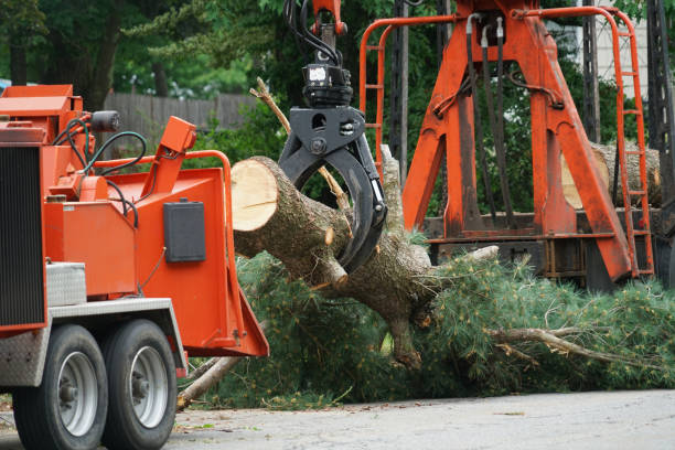 Best Stump Grinding and Removal  in Hamilton, GA