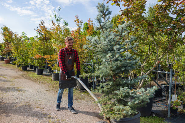 How Our Tree Care Process Works  in  Hamilton, GA