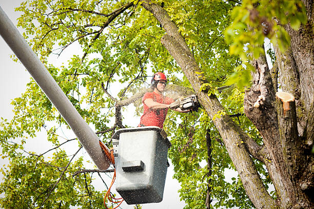 Best Tree Removal  in Hamilton, GA